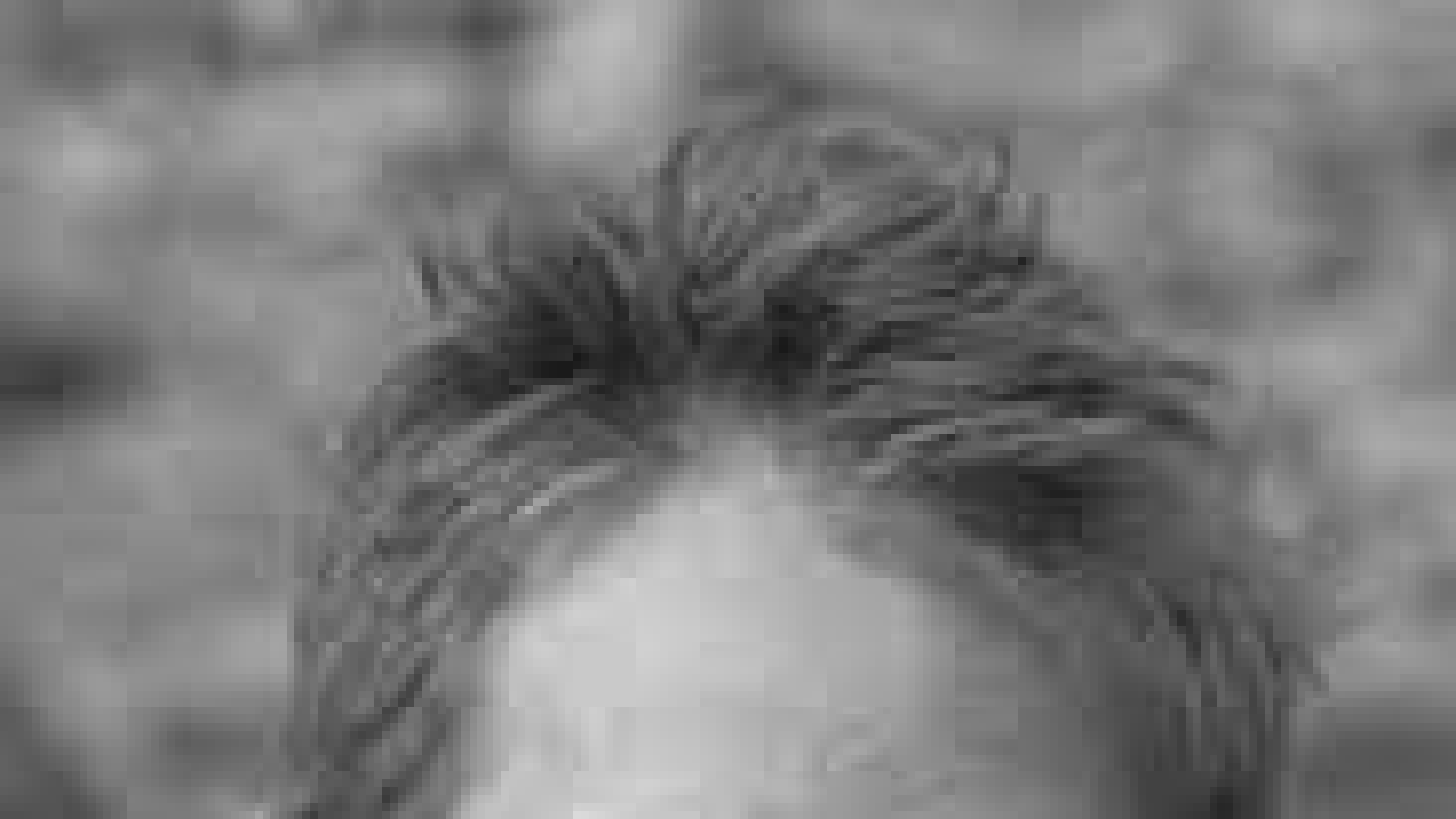 Richard Bardgett